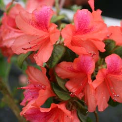 Azalea japonesa 'Bengal fire'